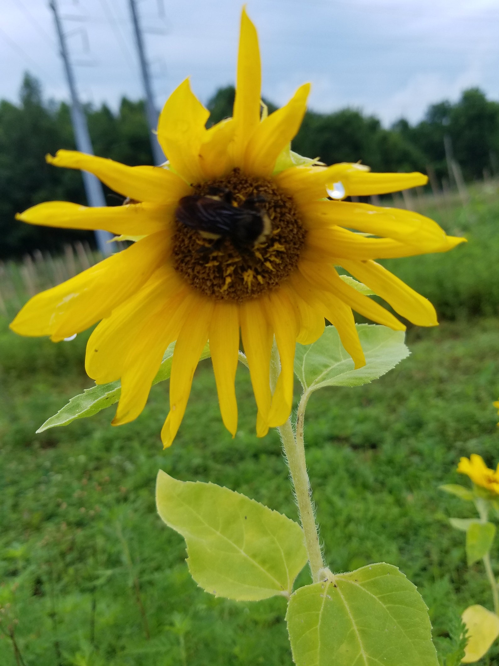 Organic Heirloom sunflower seeds open pollinated pk of 15 Etsy
