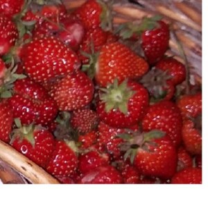 Organic Heirloom and Heritage Strawberry plants Red, Yellow & White varieties- USDA Certified Organic