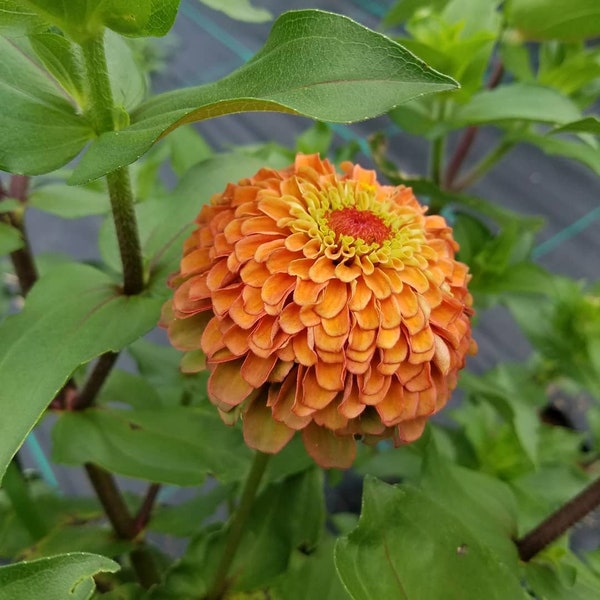 Organic Zinnia Plants Rare Varieties