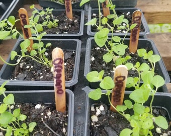 2 Pack Organic Herbs- live plants USDA Certified Organic