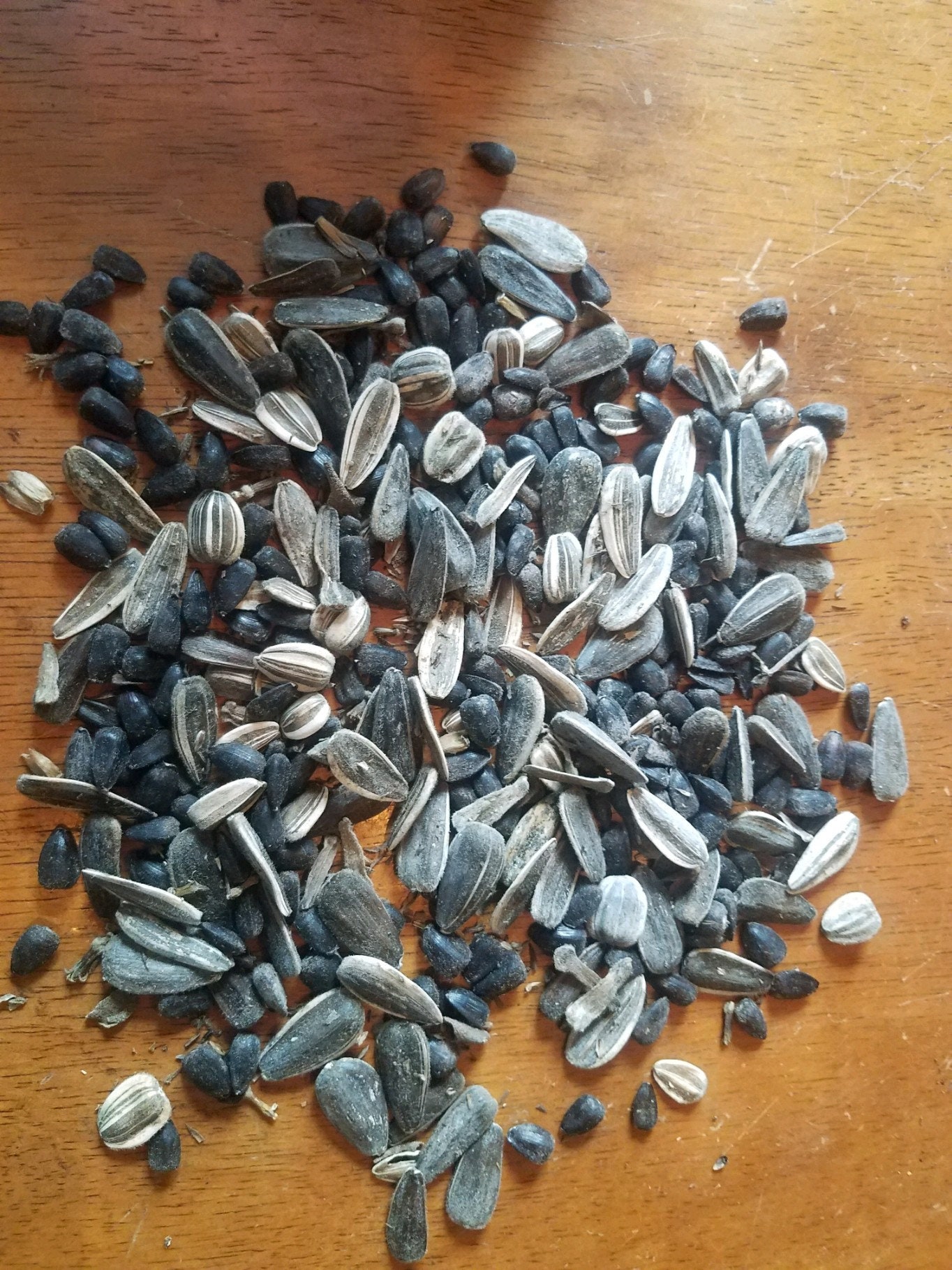 Organic Heirloom sunflower seeds open pollinated pk of 15 Etsy