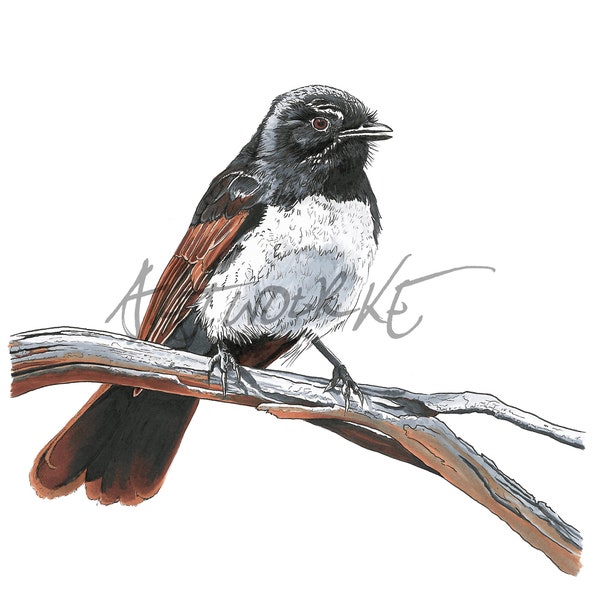 Willy Wagtail A4 Print