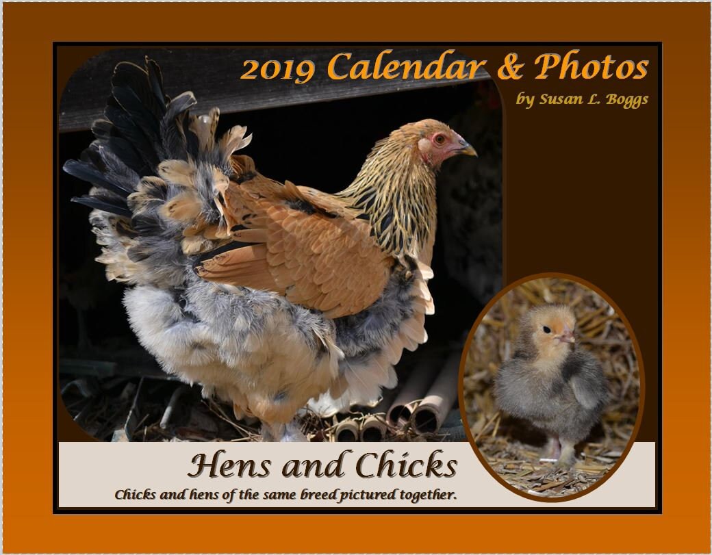 2019 Hens and Chicks Wall Calendar 2019 Chicken Wall Etsy