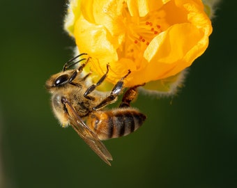 Bee on a Flower