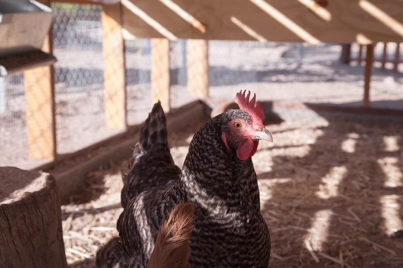 Modern Chicken Coop Plans 16' X 10' LARGE Etsy