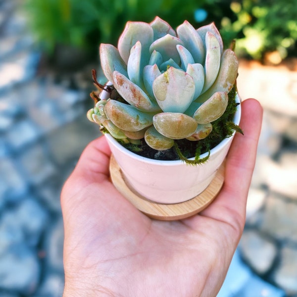 Succulents in 2 inch white pot with bamboo tray | Window planter | Gift set | Minimalist deco