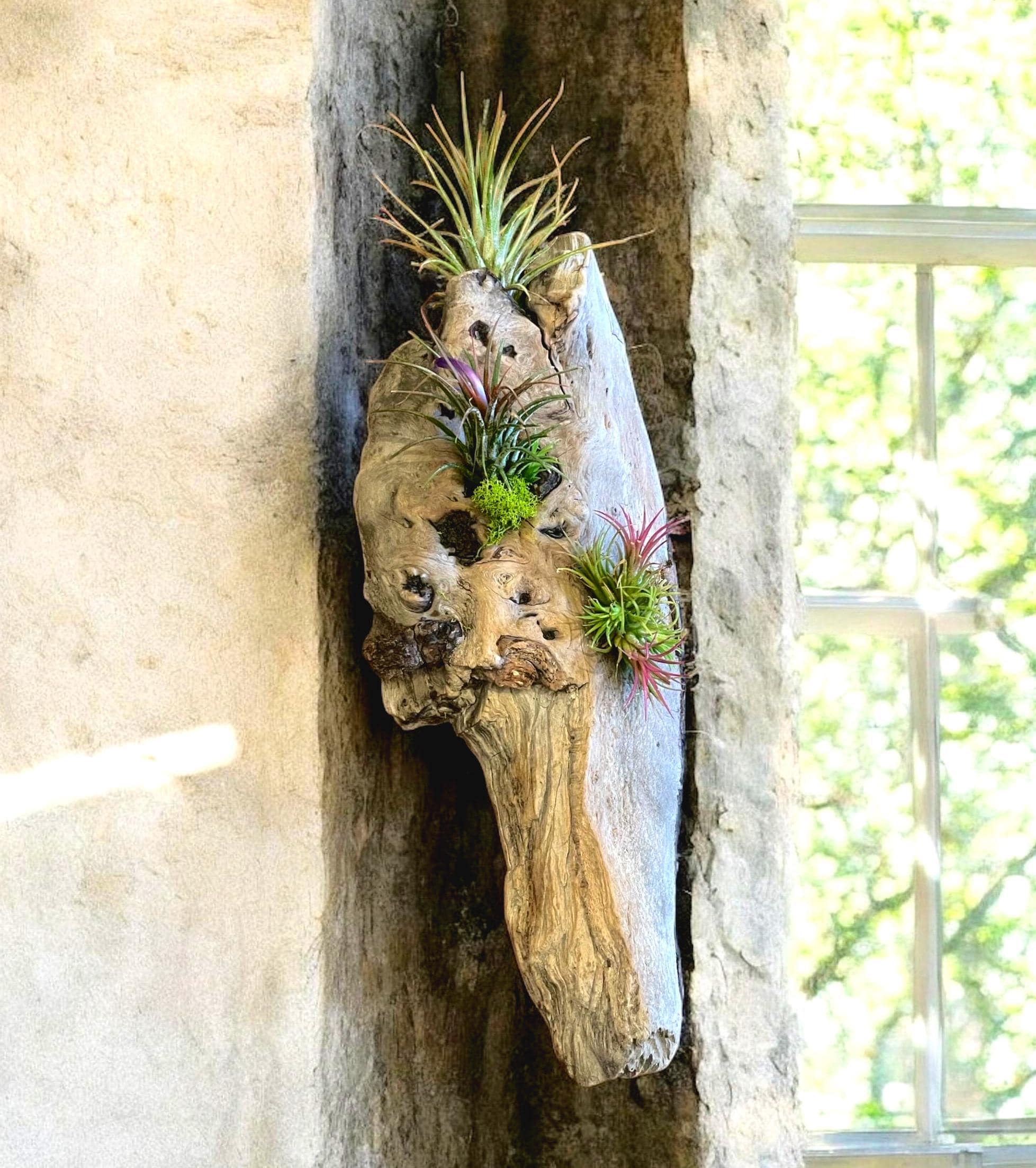 Air Plant on Drift Wood - Etsy