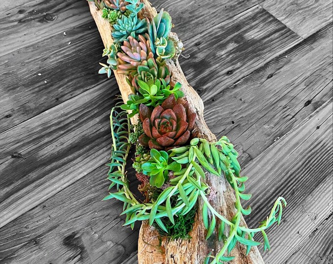 XXL Driftwood Centerpiece With Live Succulents Hand Crafted Etsy