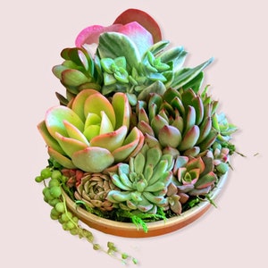 Magnifique bouquet de succulentes dans un pot en or | Composition succulente vivante | Cadeau succulent
