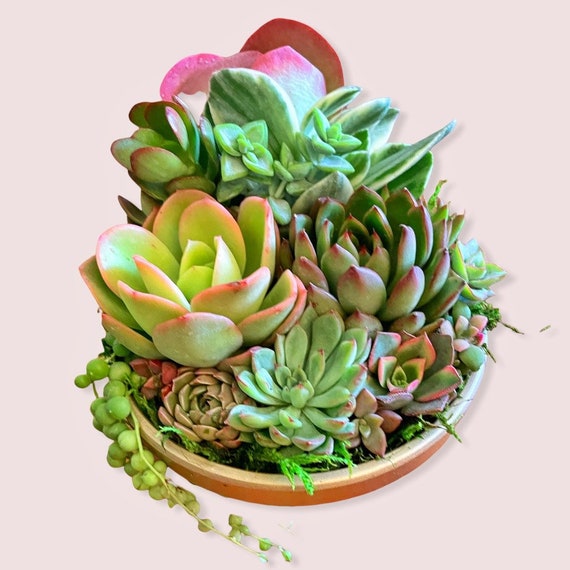 Beautiful Succulent Array in Gold Pot | Live Succulent Arrangement |  Succulent Gift - Etsy Israel