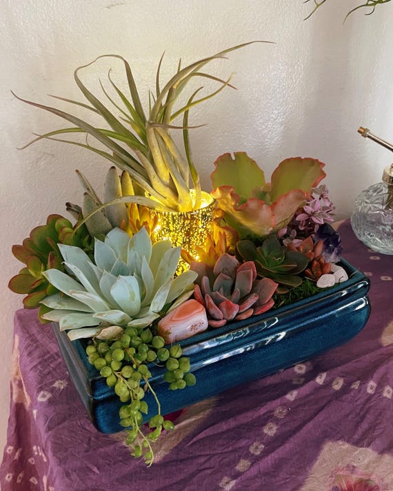 Crystal Succulent Zen Garden With Fairy Lights | Live Succulents, Amethyst  and Rose Quartz | Large Air Plant & Mercury Gold Candle Sconce - Etsy