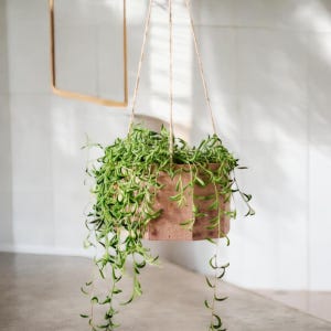 Trailing Succulent Variety Pack (3-Pack) | Live Hanging Succulents for Baskets & Pots | Easy-Care Cascading Plants