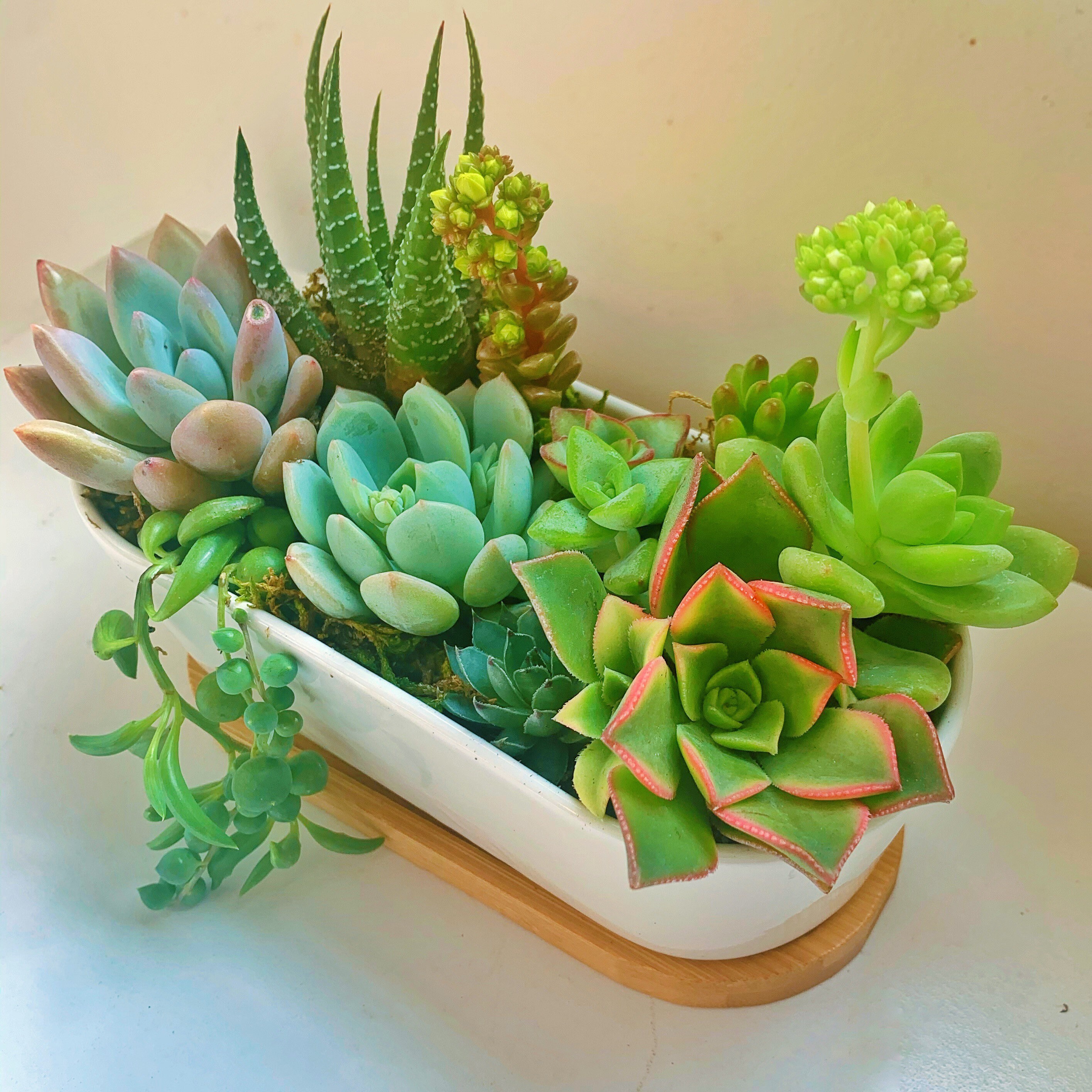 Live Succulent Arrangement in White Ceramic Pot Gift Set | Etsy