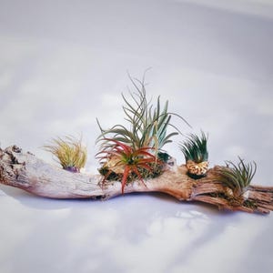 Puede incluir: Una rama de madera flotante con cuatro plantas aéreas en varios tonos de verde, marrón y rojo. Las plantas están dispuestas en una fila a lo largo de la rama, con la planta más grande en el centro.
