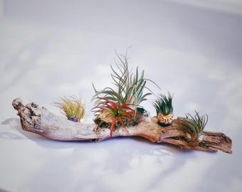 Seaside Driftwood Air Plant Centerpiece – Unique, Low-Maintenance Natural Decor
