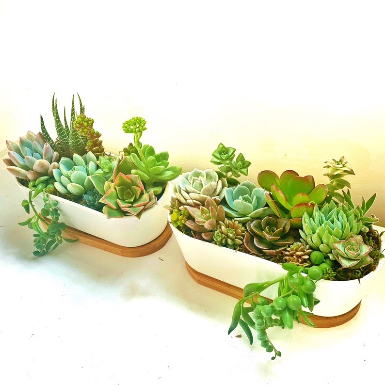 Live Succulent Arrangement in White Ceramic Pot Gift Set Etsy