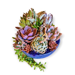 Grand arrangement succulent dans un pot en céramique fait main | Jardinière succulente de 20 cm (8 po.) | Édition limitée
