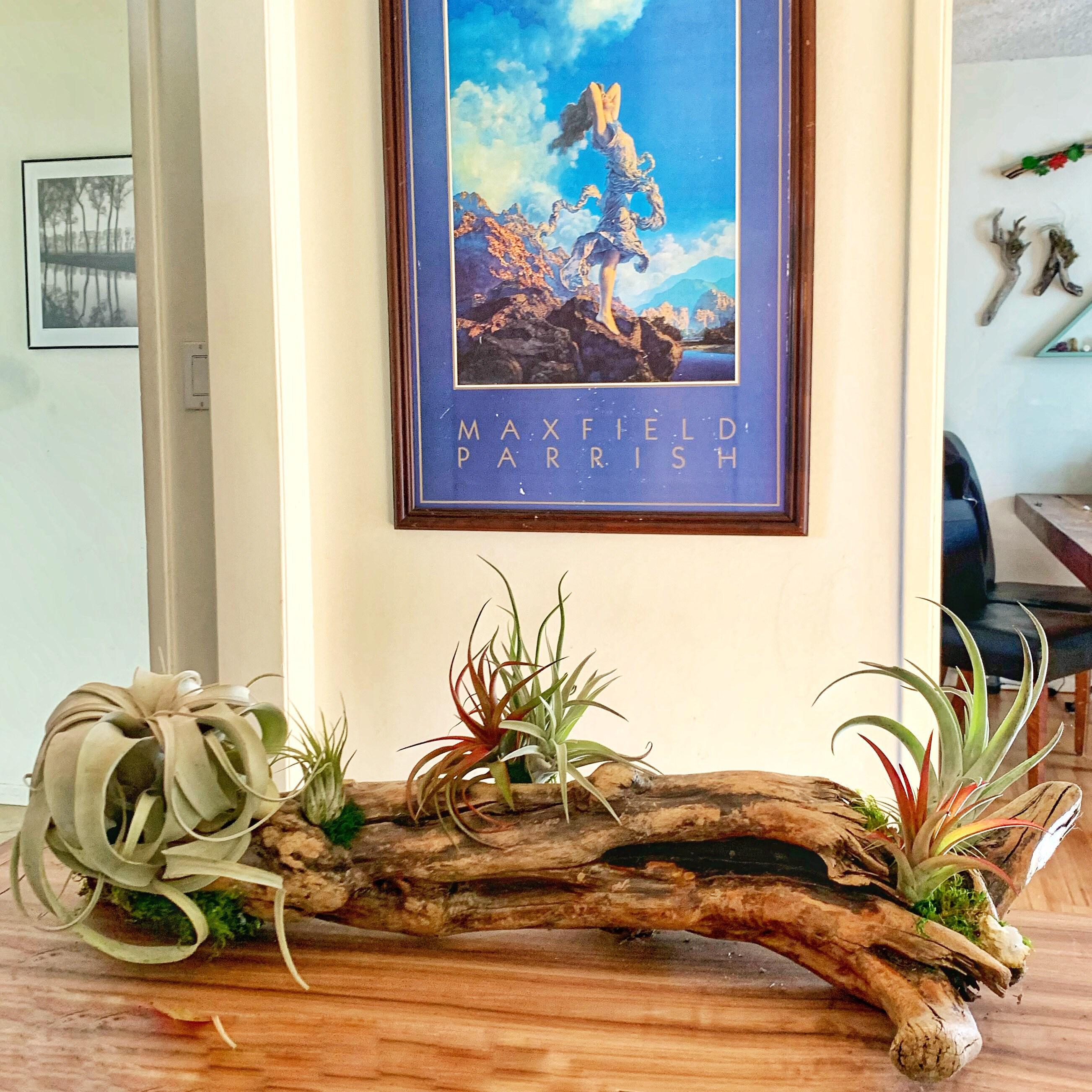 Seaside Driftwood Air Plant Centerpiece  Unique, Low-maintenance Natural  Decor - Etsy