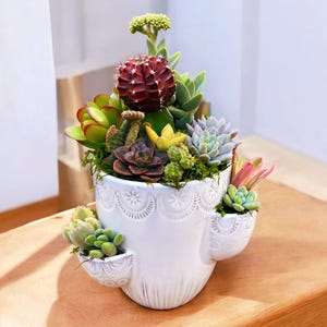 Cactus and Succulent Arrangement in Multi-Level Planter | Desert Decor | Southwest-Inspired Gift | Live Plants | Gift for Plant Lovers
