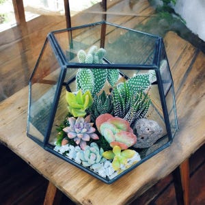 May include: A geometric glass terrarium filled with a variety of succulents and cacti. The terrarium is made of clear glass with a black metal frame. The succulents are arranged in a cluster in the center of the terrarium, with the cacti surrounding them. The terrarium is sitting on a wooden table.