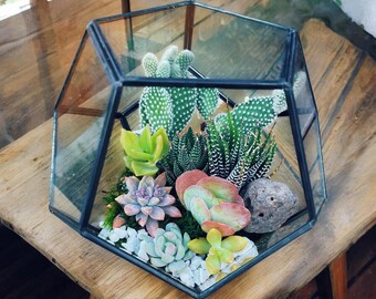 Southwestern Cactus and Succulent Terrarium Kit | 7 Inch Glass Terrarium |  Creative DIY - Etsy