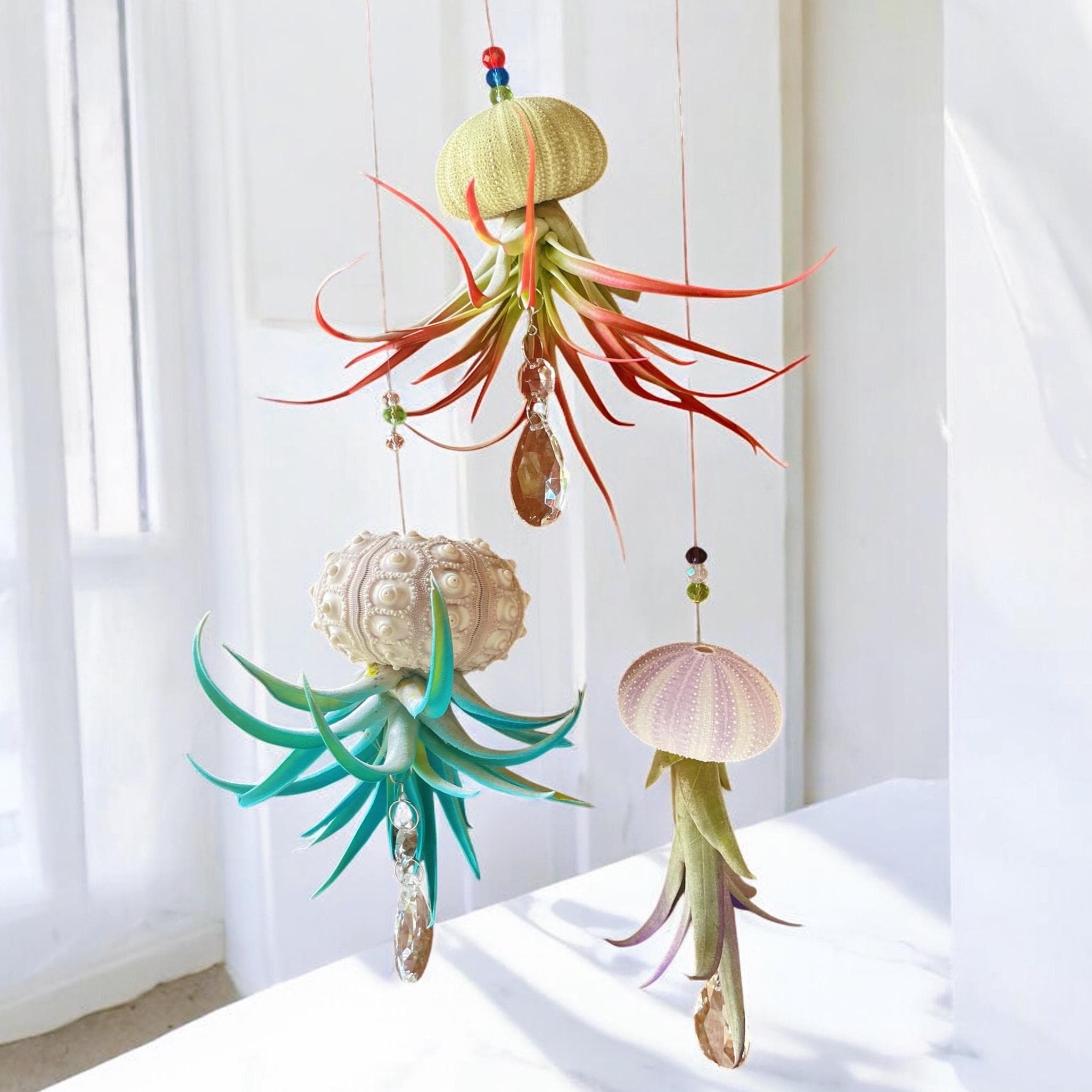 Air Plant Ornament | Colorful Jellyfish Air Plant Hanging Display | Custom  Gift - Etsy