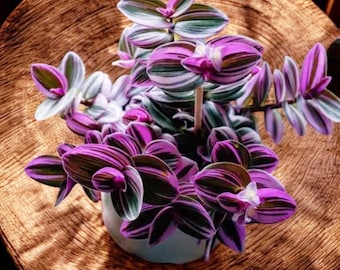 Rare Tradescantia Nanouk "Fantasy Venice"  | Colorful & Easy-Care Houseplant | Plant Gift | Office plant | 4" or 6" Indoor Plant