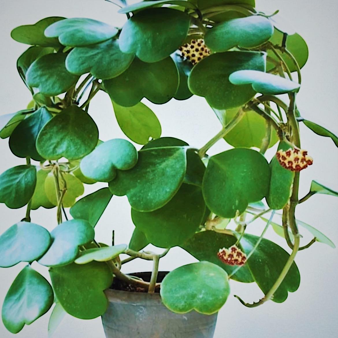 Hoya Heart Plant | Sweetheart Hoya | Valentine Hoya | 4” Single