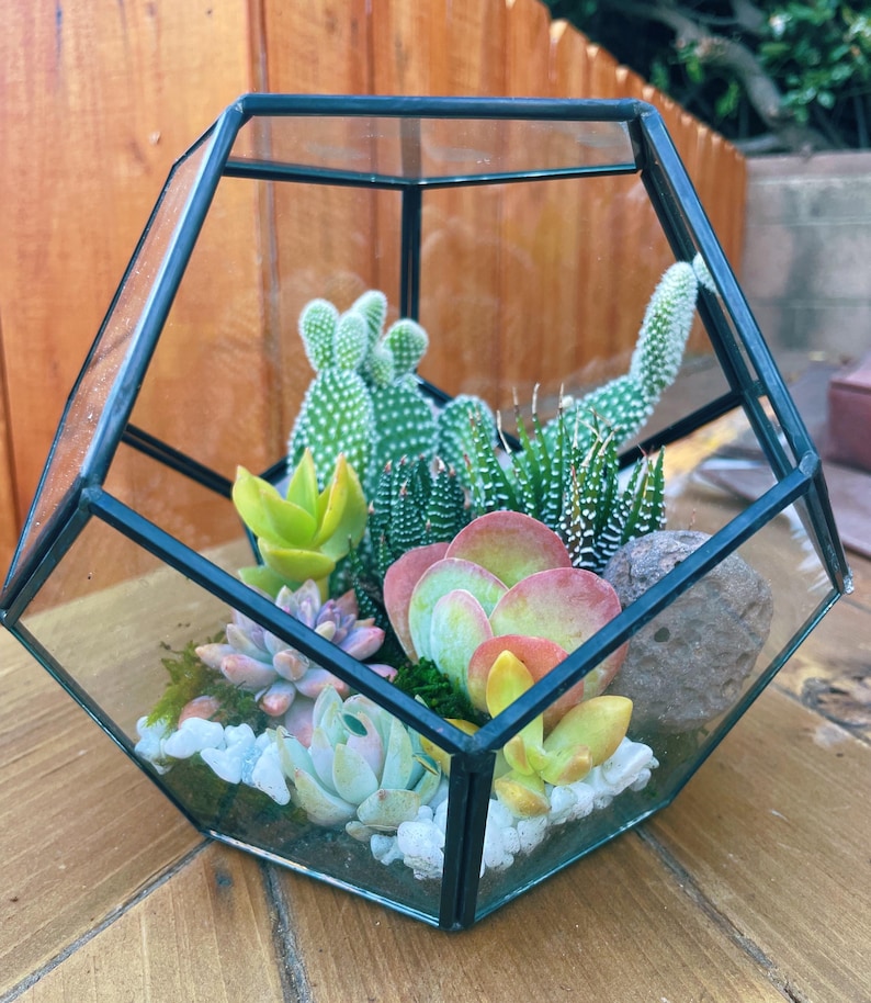 May include: A geometric glass terrarium with a black metal frame filled with a variety of succulents and cacti. The terrarium is filled with white pebbles and moss.