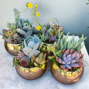 Gold or Silver Succulent Favor | 2- inch or 4-Inch Live Succulent Arrangement | Custom Wedding Favor, Bridesmaid Gift, or Table Decor