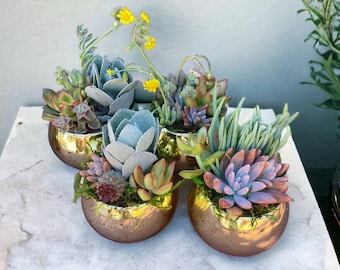 May include: Four small succulent plants in gold pots with a variety of green and purple leaves. The plants are arranged on a white surface.