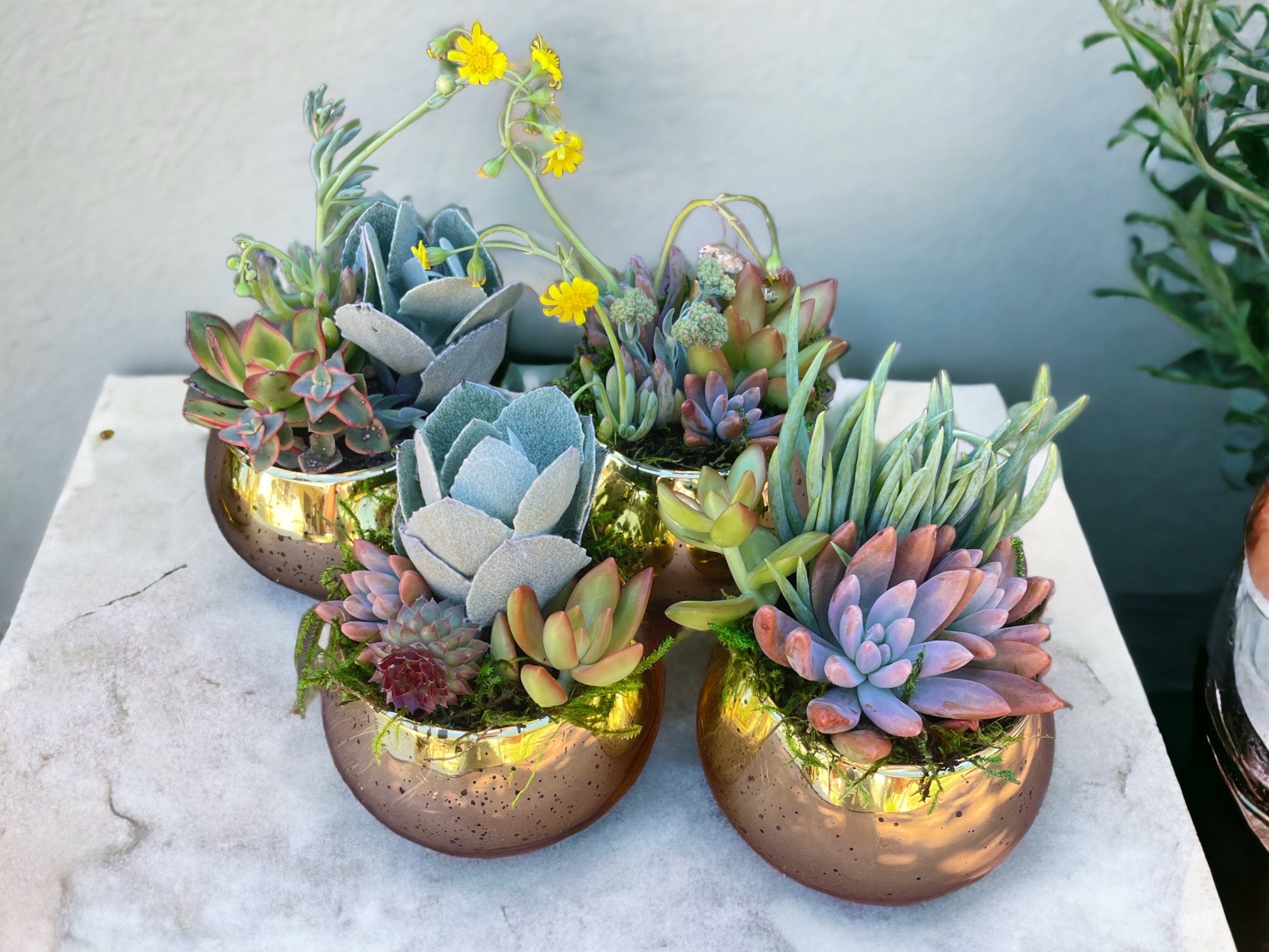 Arreglo de suculentas dorado o plateado de 10 cm / Recuerdo personalizable para bodas y fiestas / Elegante regalo de suculentas / Decoración para eventos
