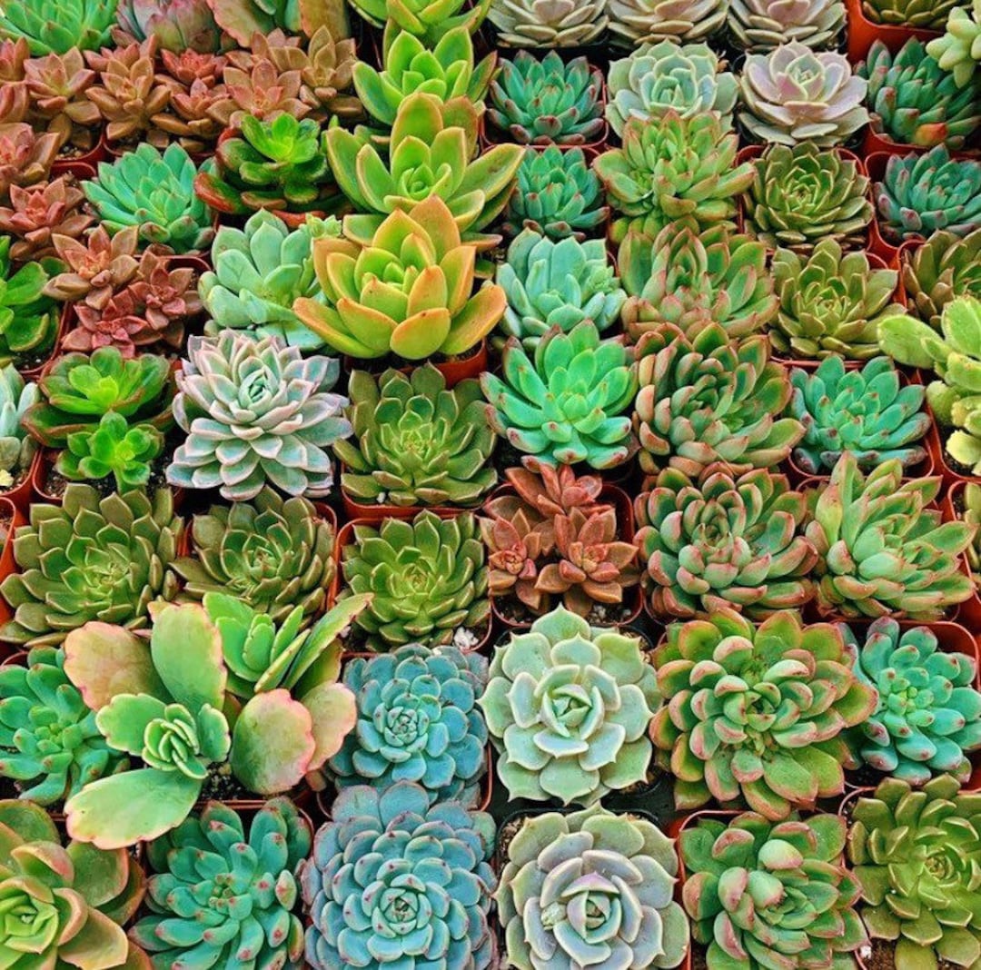 Succulent Variety Box 2 Inch Assorted Live Succulents 4 Inch Succulents
