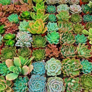2-Inch Succulent Mystery Variety Box – Healthy, Rooted Plants in Pots (Available in 3, 6, or 9 Packs) + FREE CUTTINGS | Bulk Wholesale