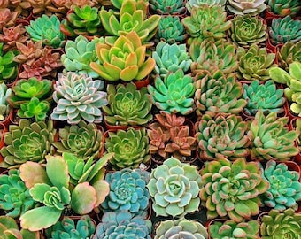 May include: A vibrant assortment of potted succulents in various shades of green, blue-green, and reddish-brown. The plants are arranged closely together, showcasing their diverse shapes and textures. The image is a top-down view of a collection of potted plants.