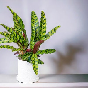 Calathea rattlesnake plant | House plants | a exotic plants