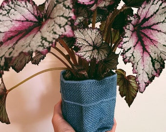 Rex begonia | unique house plant | plant gift