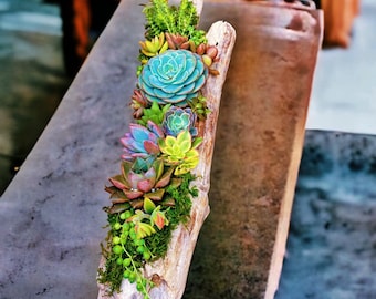Hand-Carved Driftwood Succulent Planter | Unique Natural Wood Centerpiece | Live Succulent Arrangement | Custom Made to Order