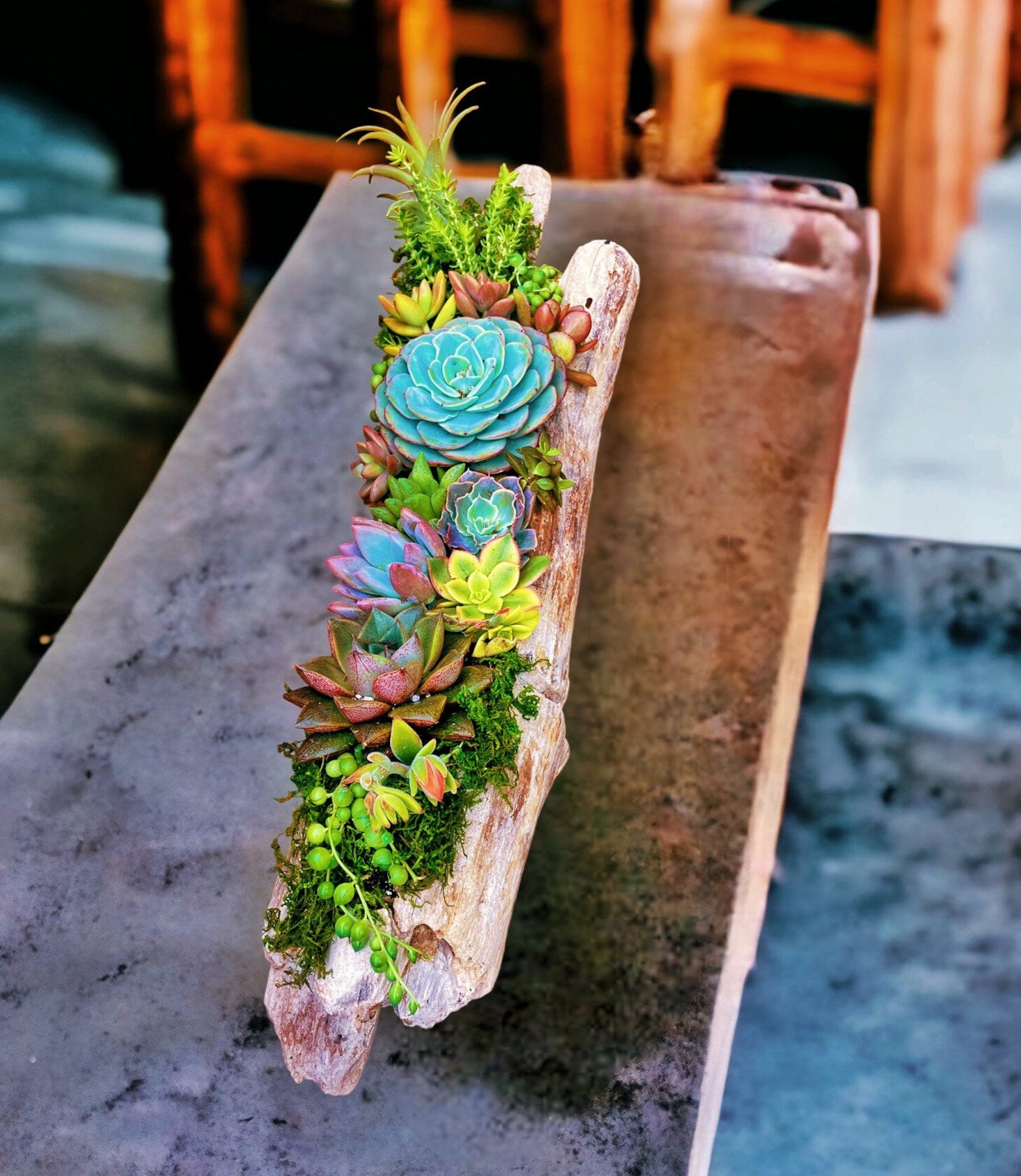 Hand-carved Driftwood Succulent Planter | Unique Natural Wood