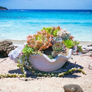 May include: A white seashell planter filled with a variety of succulents, including green, pink, and white varieties. The planter is sitting on a sandy beach with a blue ocean in the background.