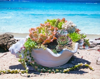 Malibu Seashell Succulent Arrangement  | Beach decor | Large seashell planter