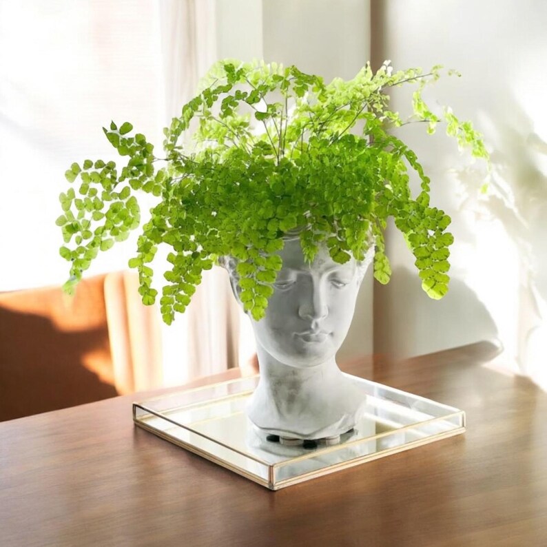 Maidenhair Fern | Gorgeous air-purifying indoor plant | Easy-Care Houseplant bild 6