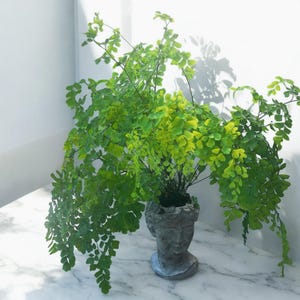 Maidenhair fern planted in Greek faceplate.
