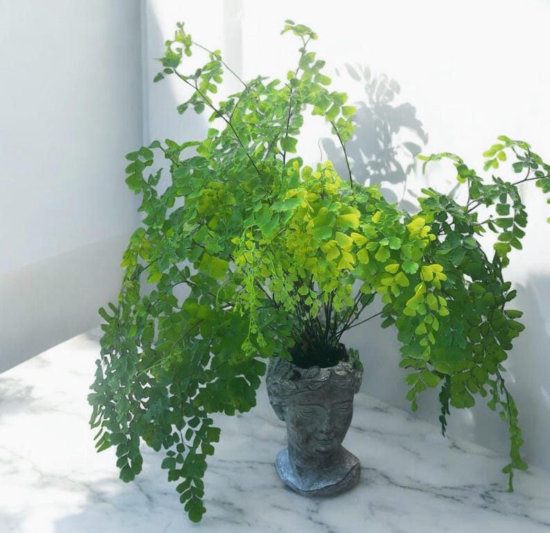 Maidenhair fern planted in Greek faceplate.