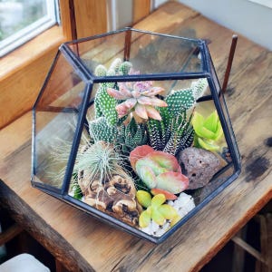 May include: A glass geometric terrarium with a black metal frame filled with a variety of succulents and air plants. The terrarium is sitting on a wooden surface.