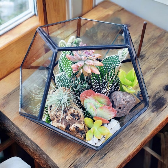 Southwestern cactus and succulent terrarium kit | 7 inch glass terrarium | Creative DIY