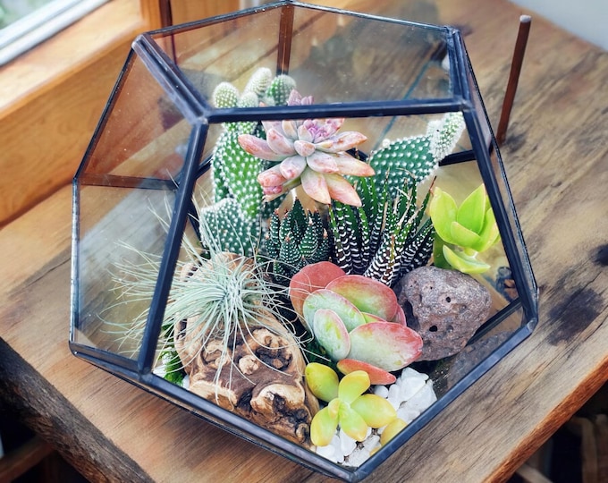 Southwestern cactus and succulent terrarium kit | 7 inch glass terrarium | Creative DIY