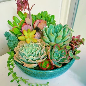Composition succulente vivante scintillante turquoise | Jardinière succulente de 20 cm (8 po.) | Édition limitée