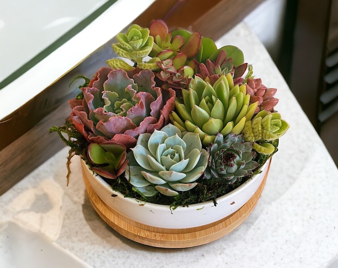 Colorful Garden Succulent Arrangement | 6 inch pot | Live succulent arrangement in white ceramic planter with bamboo tray
