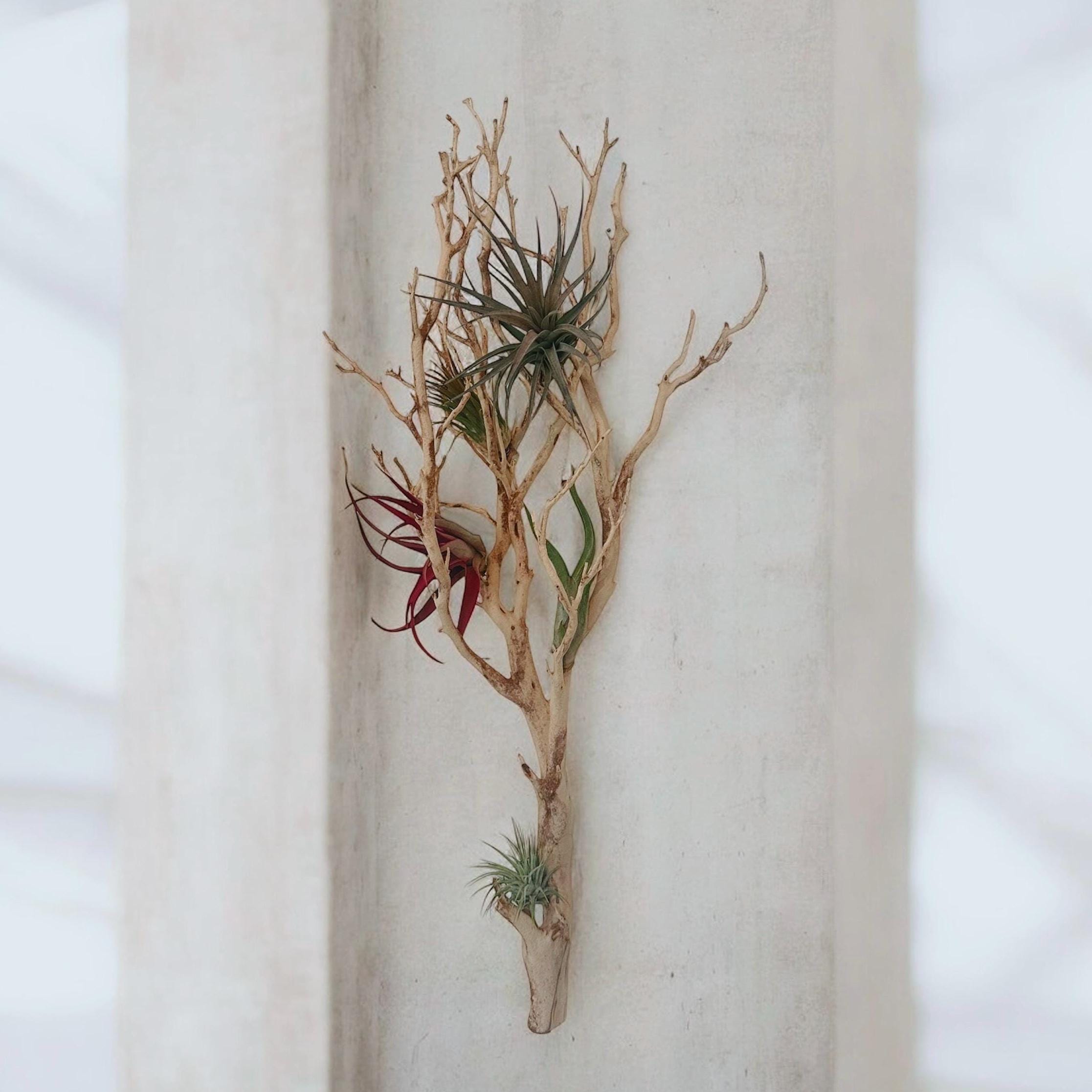 Large Manzanita Wall Hanging Air Plant Holder | Floating Wood Wall Art ...